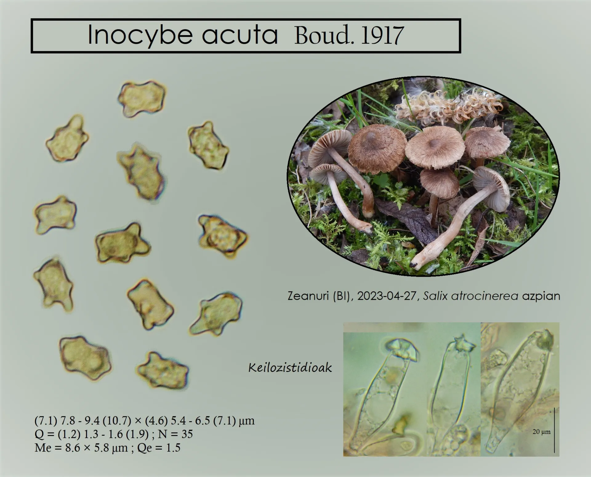 Microscopía de Inocybe acuta